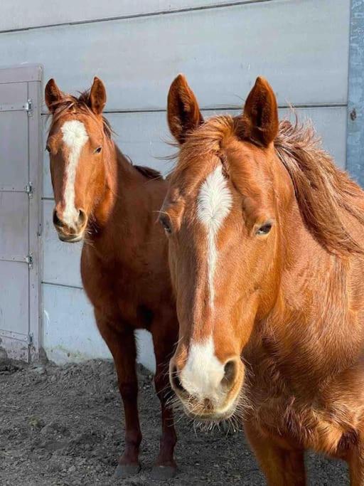Апартаменти Bed Met Paard Берген-оп-Зом Екстер'єр фото